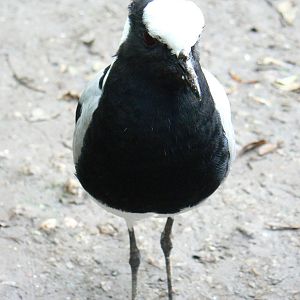 Blacksmith Plover- 8 October 2015