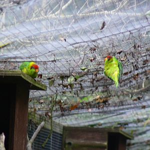 ID? - 8 October 2015