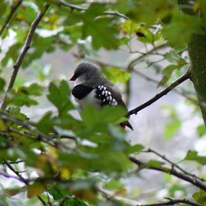 ID? - 8 October 2015