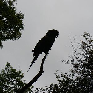 Mexican Military Macaw- 8 October 2015