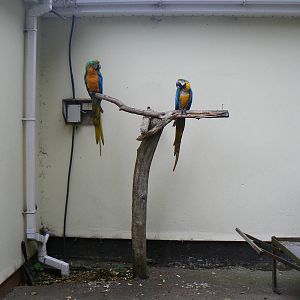 Blue-and-yellow Macaw And A Hybrid Macaw- 8 October 2015