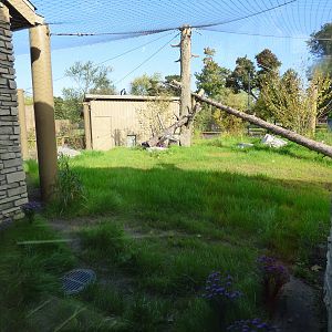 Side View of the Eurasian Lynx Exhibit