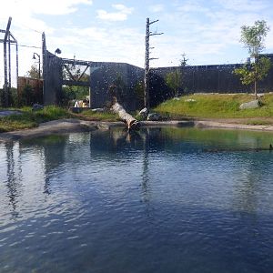 Polar Bear Exhibit #1