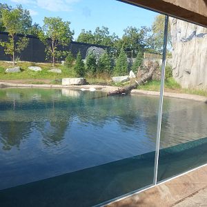 Polar Bear Exhibit #1