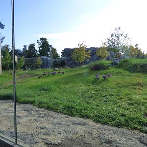 Polar Bear Exhibit #2