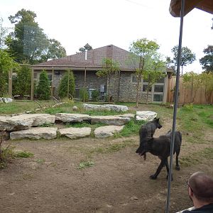 Gray Wolf Exhibit