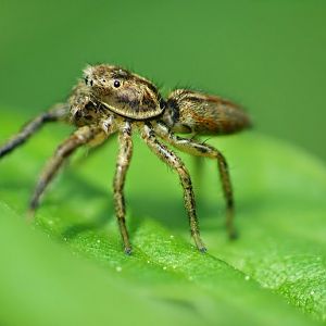 Marpissa radiata male