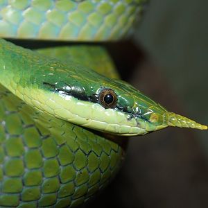 Rhynchophis boulengeri