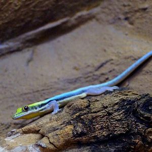 Phelsuma klemmeri