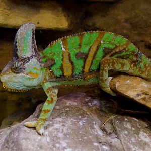 Chamaeleo calyptratus