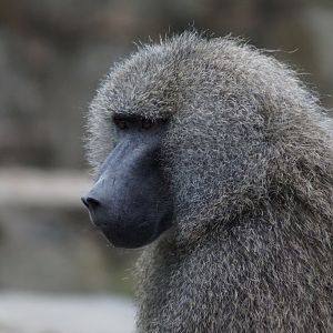 Papio cynocephalus