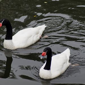 Cygnus melanocoryphus