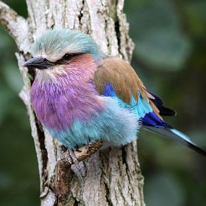 Lilac-breasted Roller at Chester 17 Oct 2015