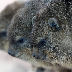 Rock Hyrax young at Chester 17 Oct 2015
