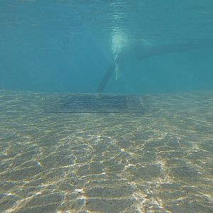 Arctic Edge - Polar Bear Exhibit #1 Pool