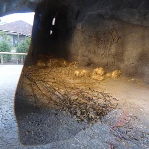 Arctic Edge - Polar Bear Den