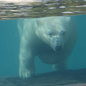 Arctic Edge - Luna the Polar Bear