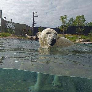 Arctic Edge - Luna the Polar Bear