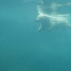 Arctic Edge - Anana the Polar Bear