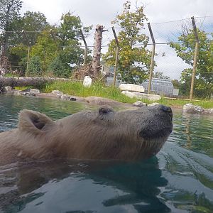 Arctic Edge - Anana the Polar Bear