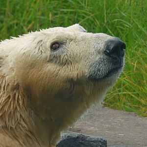 Arctic Edge - Anana the Polar Bear