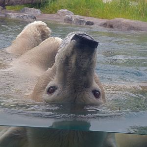 Arctic Edge - Anana the Polar Bear