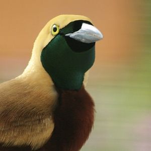 Lesser Bird-of-paradise
