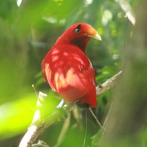 King Bird-of-paradise
