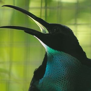 Magnificent Riflebird