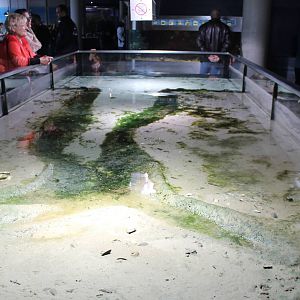 Wadden sea aquarium