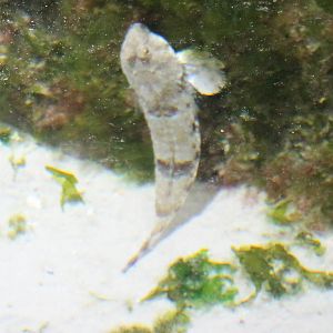 Fish ID
