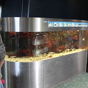 Salt water aquarium