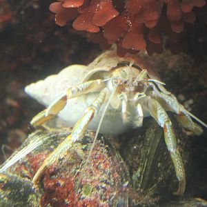 Common hermit crab