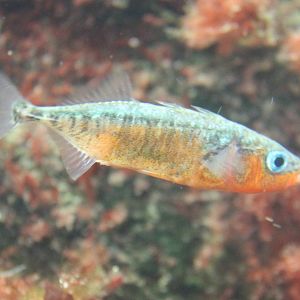 Stickleback