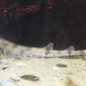 Lesser spotted dogfish