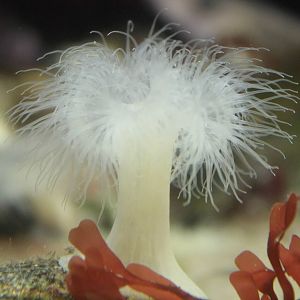 Sea anemone