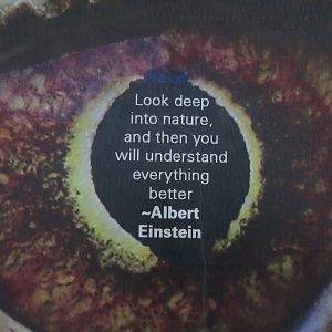 look deep into nature, and then you will understand everything better