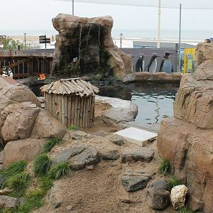 Penguin enclosure