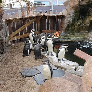 Humbold penguins