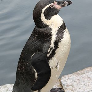 Humbold penguin