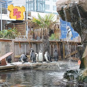 Penguin enclosure