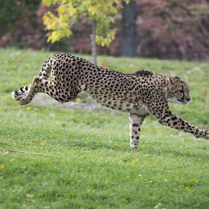 Cheetah Run
