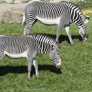 Zebra girls