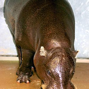 "Hannibal", oldest pygmy hippo in studbook; Stuttgart; 5th Sept 2