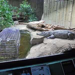 Philippine Crocodile and carry cage 2015