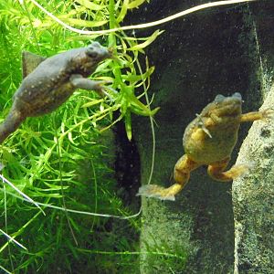 Lake Oku Clawed Frog 2015