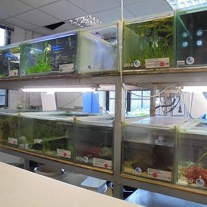 Breeding tanks in the Aquarium 2015