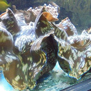 Blue-Green Giant Clams 2015