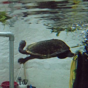 Roti Island Snake-necked Turtle 2015.