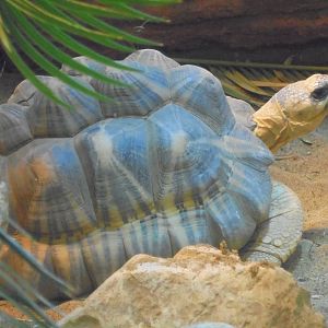 Radiated Tortoise 2015
